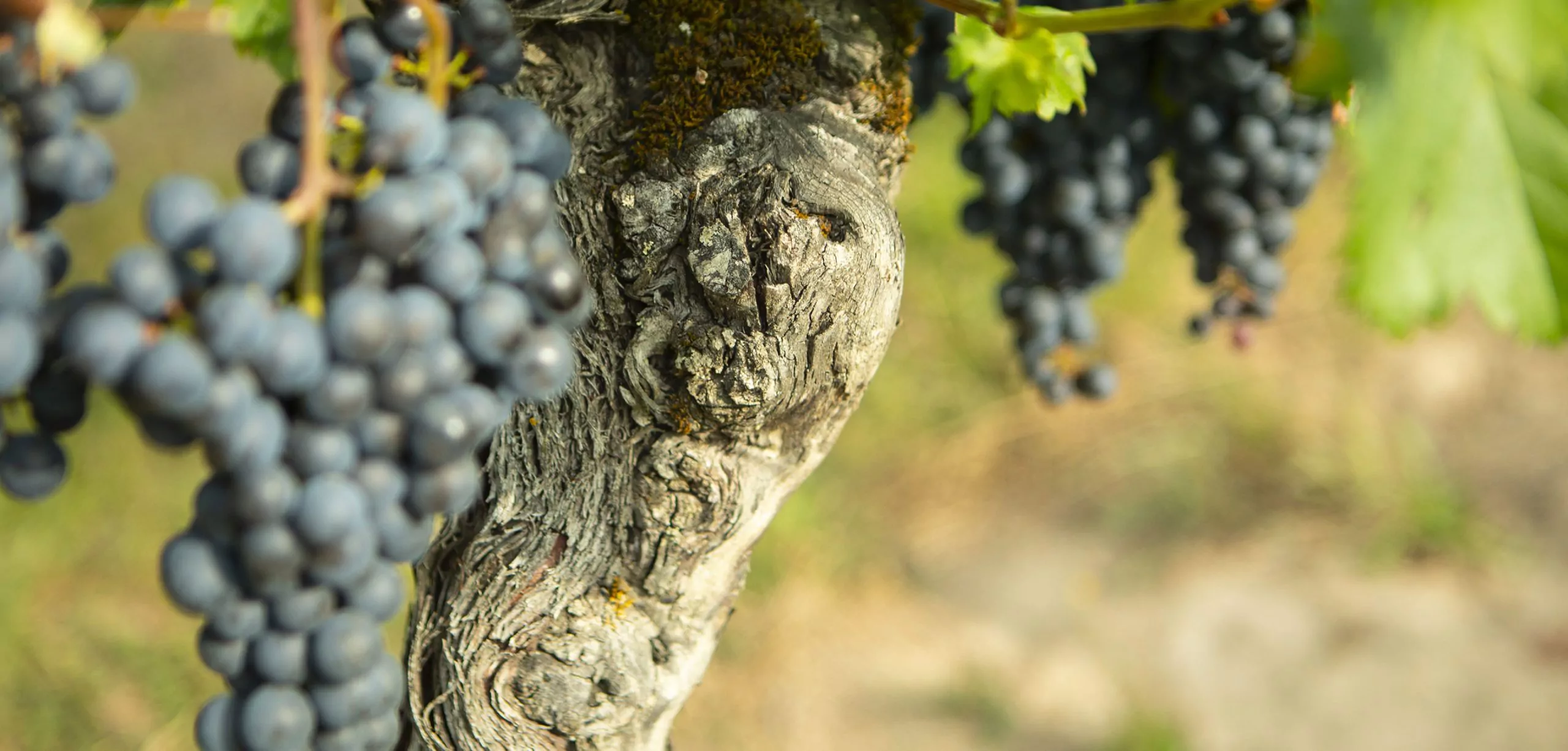 header du site Univitis